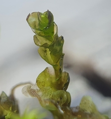 Jungermannia atrovirens