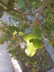 Beilschmiedia miersii