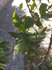 Beilschmiedia miersii