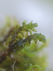 Jungermannia atrovirens