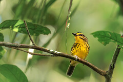 Hypocnemis hypoxantha