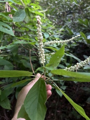 Clethra acuminata
