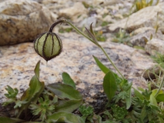 Silene himalayensis