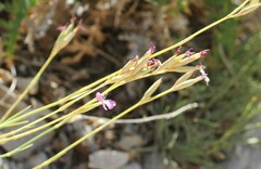 Dianthus ciliatus