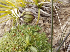 Silene himalayensis