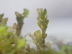 Jungermannia atrovirens
