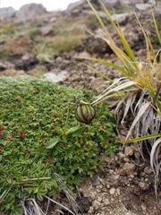 Silene himalayensis