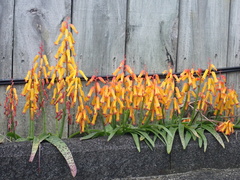 Lachenalia aloides