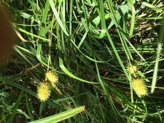 Carex squarrosa