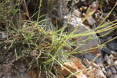 Dianthus ciliatus