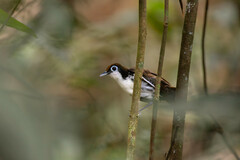 Gymnopithys leucaspis