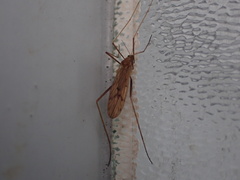 Chioneinae