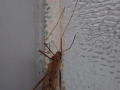 Chioneinae