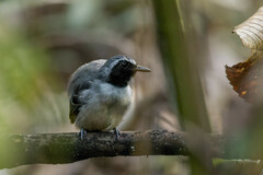 Myrmoborus myotherinus