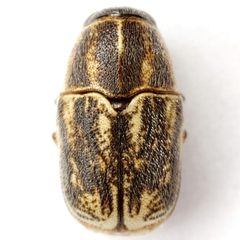 Pachybrachis marmoratus