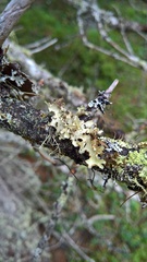 Nephromopsis laureri