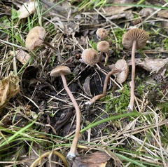 Inocybe calospora