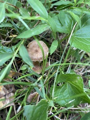 Inocybe calospora