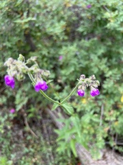 Mirabilis melanotricha