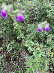 Mirabilis melanotricha