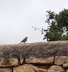 Crithagra tristriata