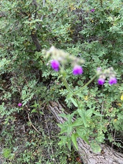 Mirabilis melanotricha