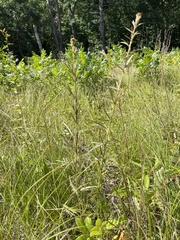 Lespedeza angustifolia
