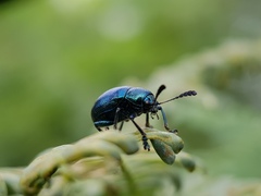 Platycorynus peregrinus