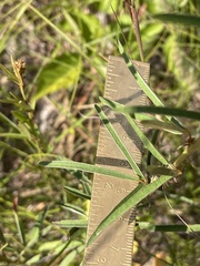 Lespedeza angustifolia