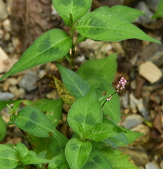 Persicaria posumbu