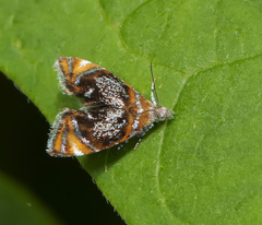 Prochoreutis inflatella