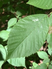 Caloptilia ostryaeella