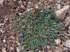 Astragalus confertus