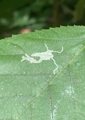 Caloptilia ostryaeella