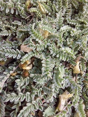 Astragalus confertus