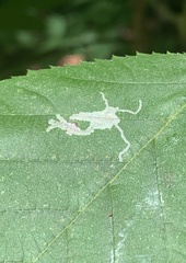Caloptilia ostryaeella