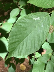 Caloptilia ostryaeella