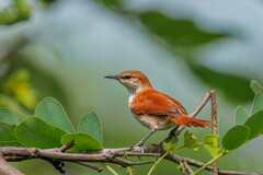 Certhiaxis mustelinus