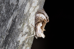 Chrysanympha formosa