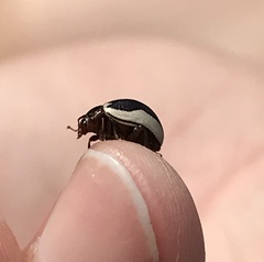 Zygogramma suturalis