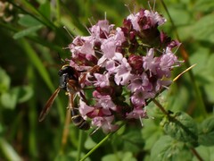 Physocephala rufipes
