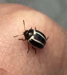 Zygogramma suturalis