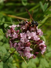 Physocephala rufipes