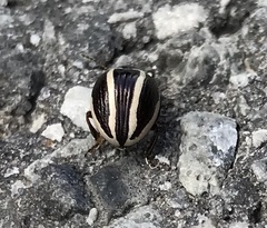 Zygogramma suturalis