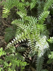 Adiantum latifolium