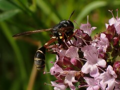Physocephala rufipes