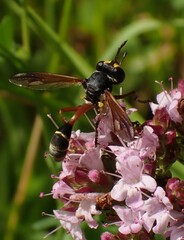 Physocephala rufipes