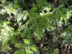 Adiantum latifolium