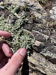 Antennaria alpina