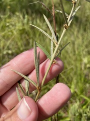 Lespedeza angustifolia